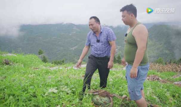 生长后期瓜藤牺牲自己给西瓜提供养分