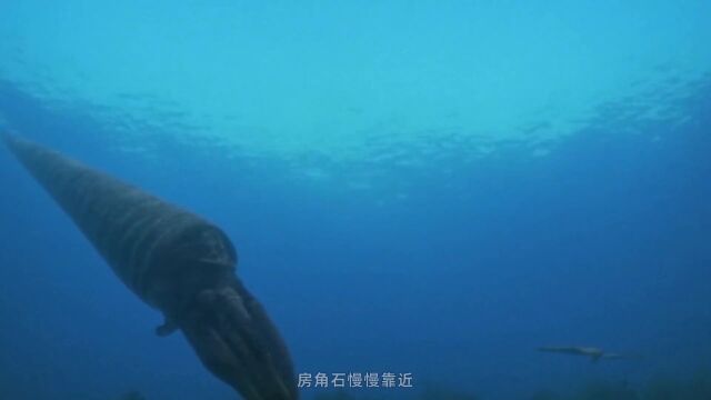 第03集 远古装备竞赛:房角石与海蝎子