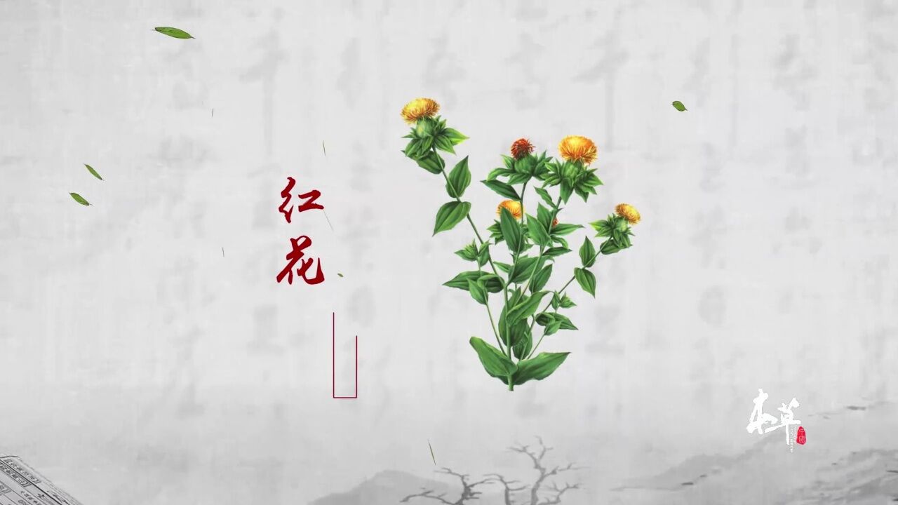 本草中国 第1季丨“红花”有啥神奇功效?