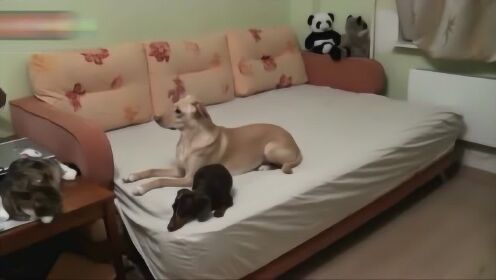 主人不在家的时候狗狗的状态是这样的，看着好心疼 - 腾讯视频