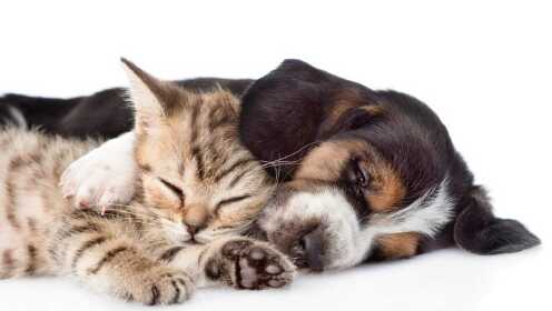 猫狗对决 最后结局好暖