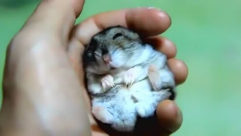 一只很信任主人的小仓鼠! - 腾讯视频