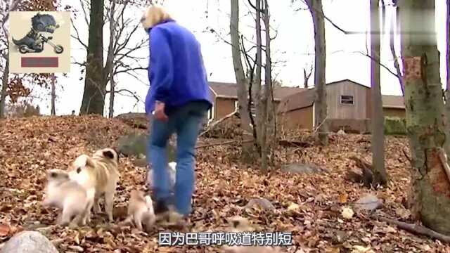 养只巴哥犬让你体会什么叫无声的温暖,巴哥我很丑可是我很温柔