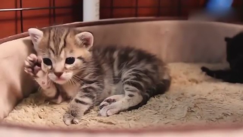 发现被拍却强装没发现的你，这小猫太可爱 - 腾讯视频