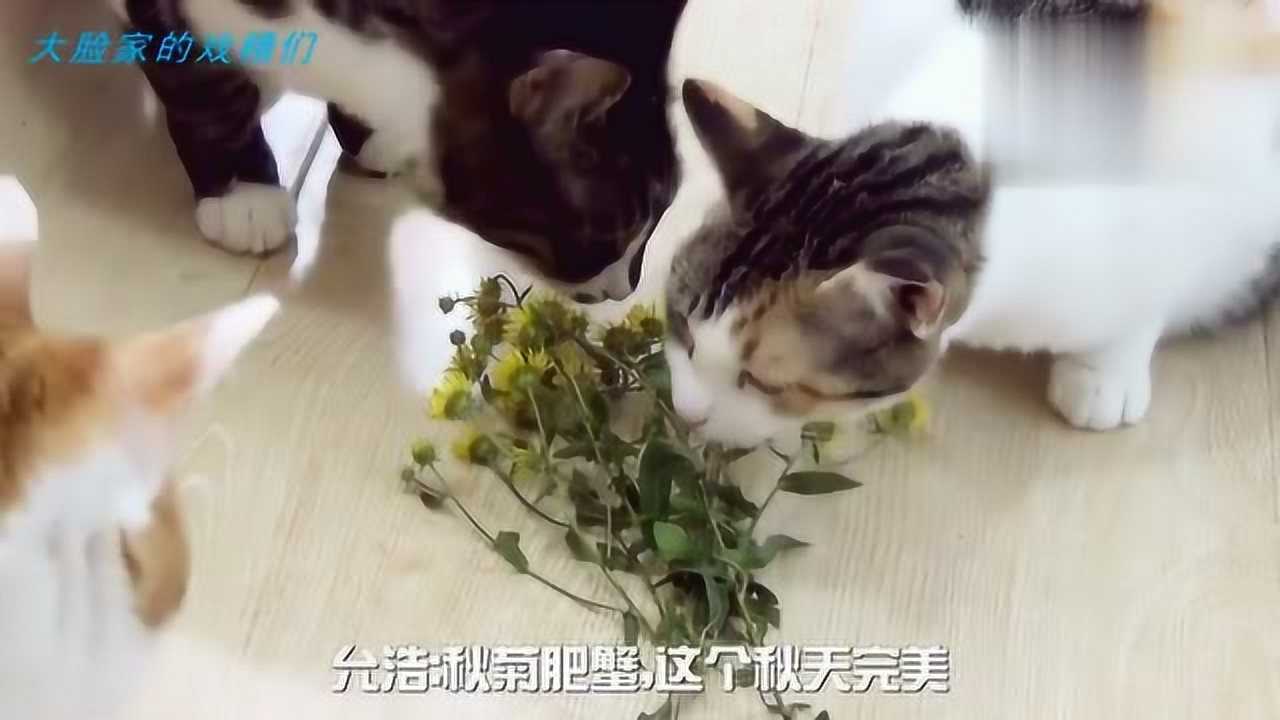 399:赏花赏月赏猫咪,大脸一家只有3只猫咪喜欢黄色的野菊花