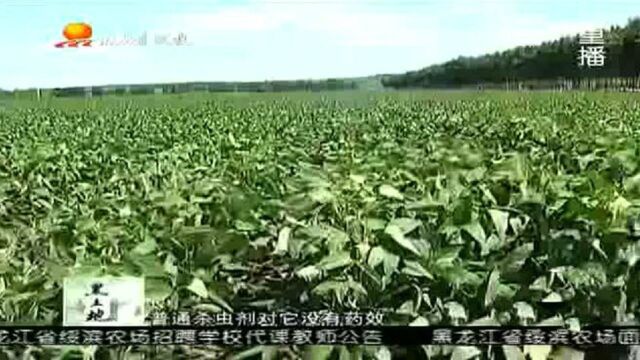 大豆食心虫的生物防治办法