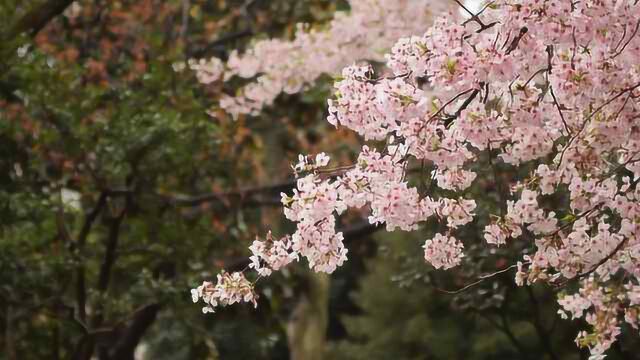 太着急?日本明年樱花今年就开了!10月一起去日本看樱花!