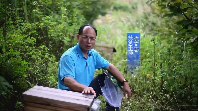 深圳来的“养蜂县长”带领广西贫困县走上致富路