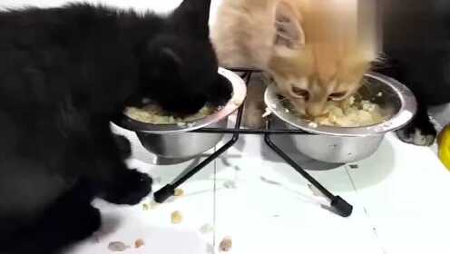 猫宝宝们抢食吃，一只小狗狗也跑过来凑热闹呀