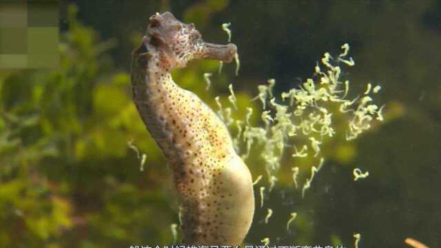 生宝宝太痛苦?动物界的这一生物,就不是雌性生娃,而是雄性来