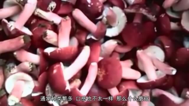 颜色鲜艳的蘑菇有剧毒?这种红蘑菇被誉为“菌中之王”,可遇不可求