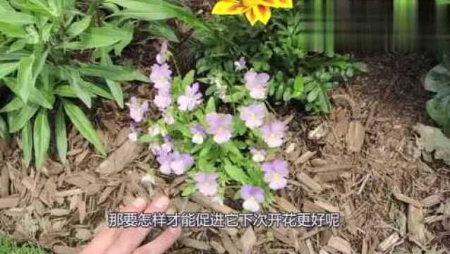 三色堇花朵开残之后,用这种技巧可以让它全年持续开花