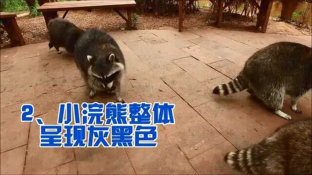 小浣熊和小熊猫