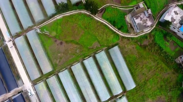 毕节市金海湖新区普陆村种桑养蚕助力脱贫攻坚