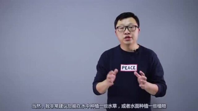 怎样养好观赏鱼,硝化系统的基本知识,鱼缸中的氨氮是怎么循环的