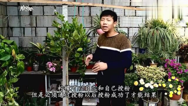 盆栽柠檬开花啦,人工授粉小技巧,毛笔刷一下,结满小果子