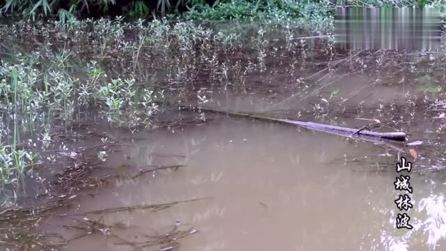 下雨之后的小沟,就是好钓鱼