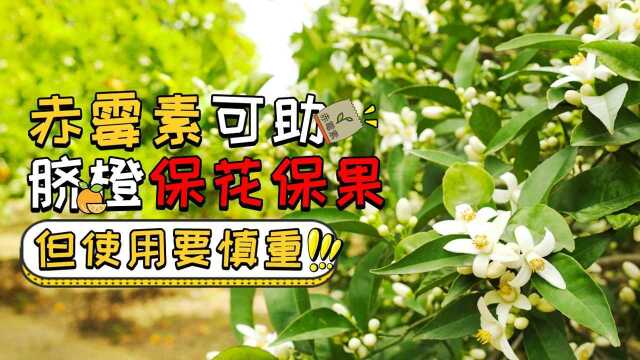 赤霉素可助脐橙保花保果,使用有技巧!