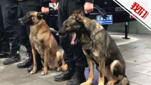 五岁半警犬执勤时打哈欠被抓拍 小表情萌化网友