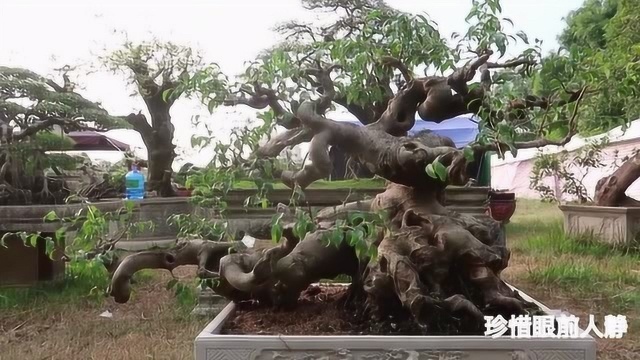 榕树老桩盆景基地,超大造型,苍劲又古朴大气,盘根错节造型优雅