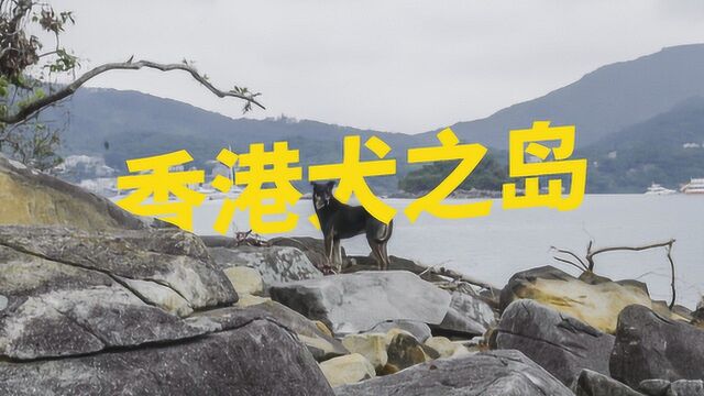 香港犬之岛:夫妻俩每年花8万救助流浪狗,15年只休过一次假