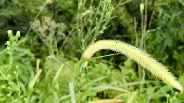 这种植物野草“狗尾巴草”,若长在您家地里,请留意一下,别拔掉