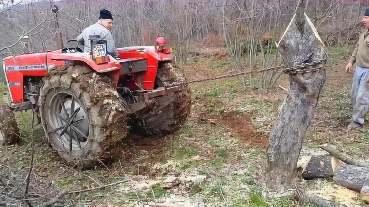 老外用拖拉机拔树桩一脚油门下去结果超乎想象