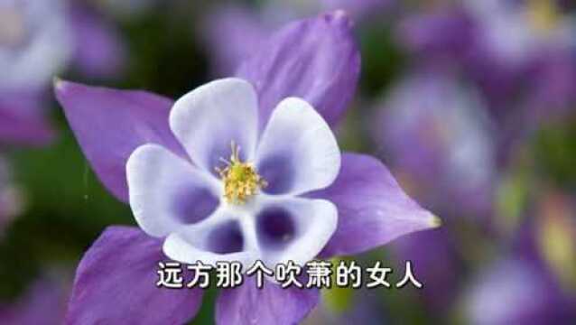 朗诵《花开的声音》