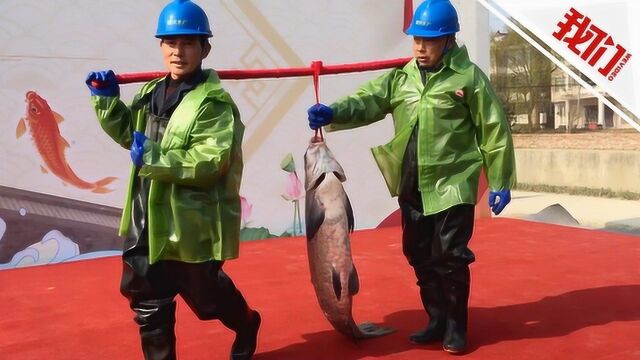 浙江嘉兴冬捕节青鱼拍卖现场 一条大鱼从550元拍到8万元