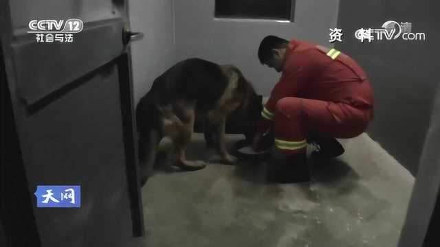 人犬情缘123