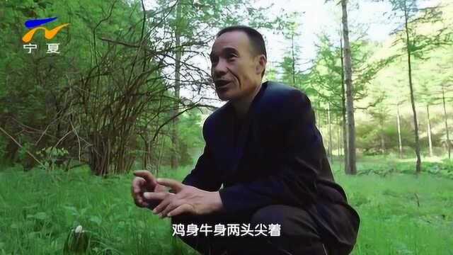 六盘山护林员和这里的珍贵野生植物