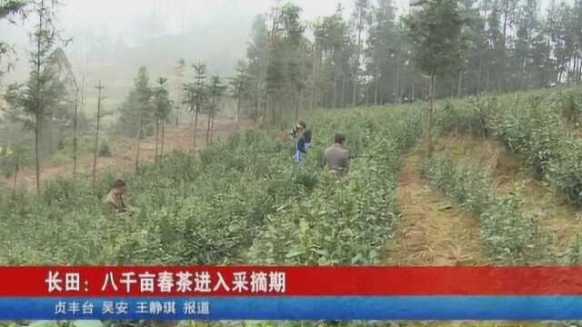 贞丰长田:八千亩春茶进入采摘期