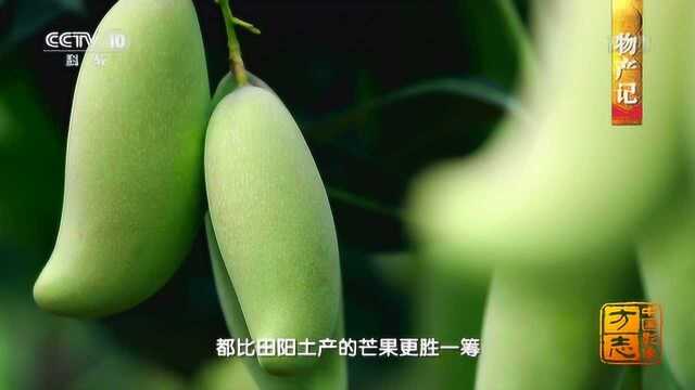 中国影像方志 乡绅扶贫济困 田阳芒果香飘海外