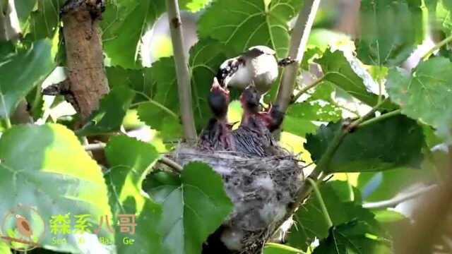 白头翁育雏记:鸟妈妈为了养育四只小鸟,忙忙碌碌,真不容易!