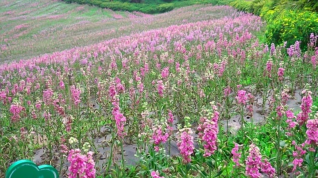 泸州纳溪花田酒地攻略