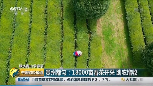 贵州都匀:18000亩春茶开采助农增收