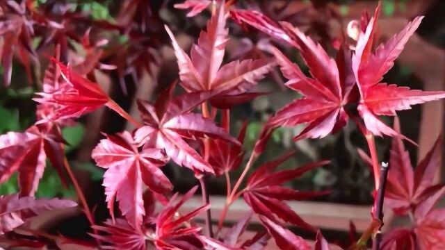 日本红枫究竟好在哪里,听明白人讲讲,花再贵的钱也愿意