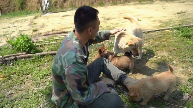 土狗不好看,那是因为你没见过好看的!看看这些极品土狗!