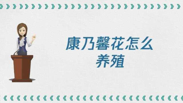 康乃馨花怎么养殖?方法是什么?