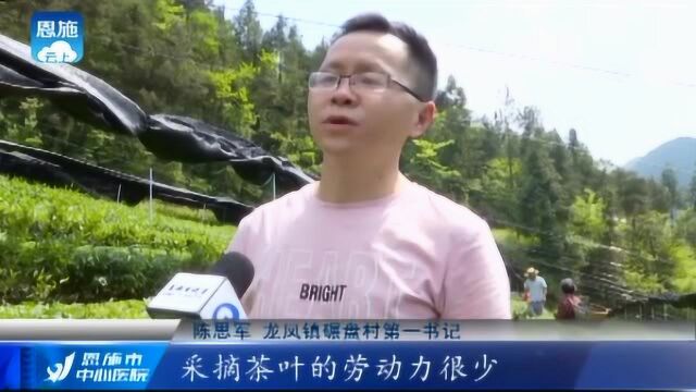 龙凤镇抢抓扶贫机遇,“托管”模式生产加工抹茶,提质又增效