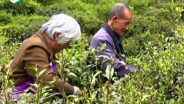 甫田乡:高山生态茶 助推农民脱贫增收