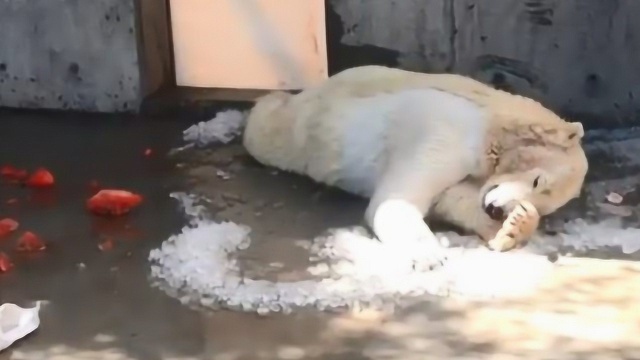 可爱北极熊一边吃鱼 一边在一堆冰雪里滚来滚去