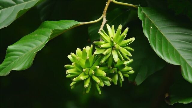 农村这树以前不值钱,经常砍了当柴烧,现在价值高,成保护植物!