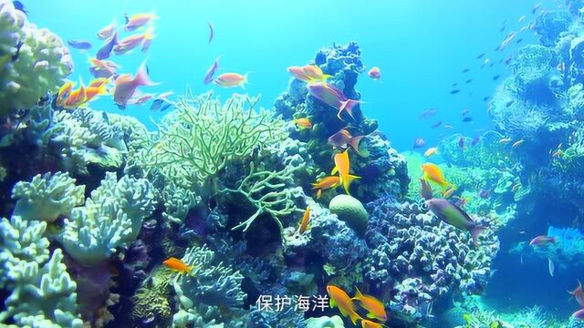 世界海洋日:珍惜海洋资源 保护海洋生物多样性