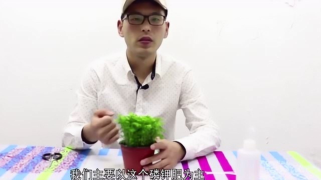 卷柏的种植方法