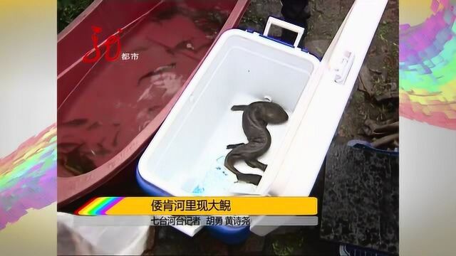 倭肯河里现大鲵!小编一脸懵:大鲵是啥?