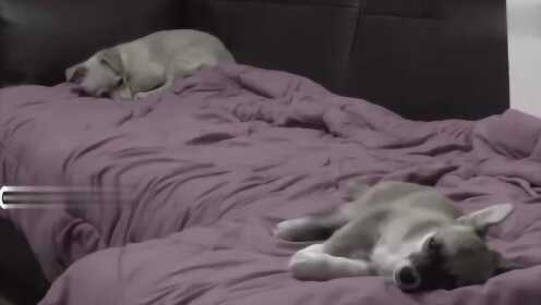 梦境迷雾，解读梦见自家的狗狗从高楼掉下去，然后醒来的深层寓意