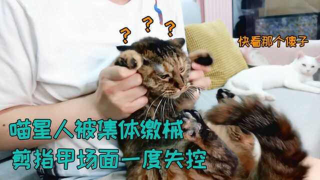 给七只猫咪剪指甲,橘猫软萌乖巧,怎么有的猫就骂骂咧咧还打人呢