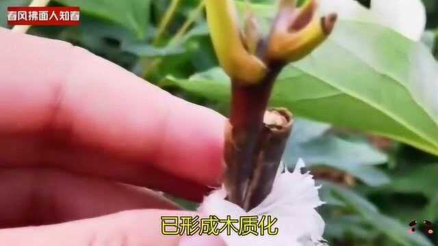 牡丹不嫁接不开花?高枝嫁接的牡丹已经成活,已形成木质化!