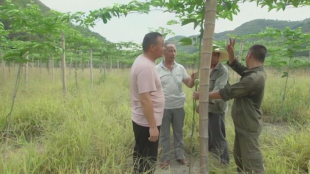 果树种植、生态养殖齐发展助力农民增收!可复制的致富新项目!